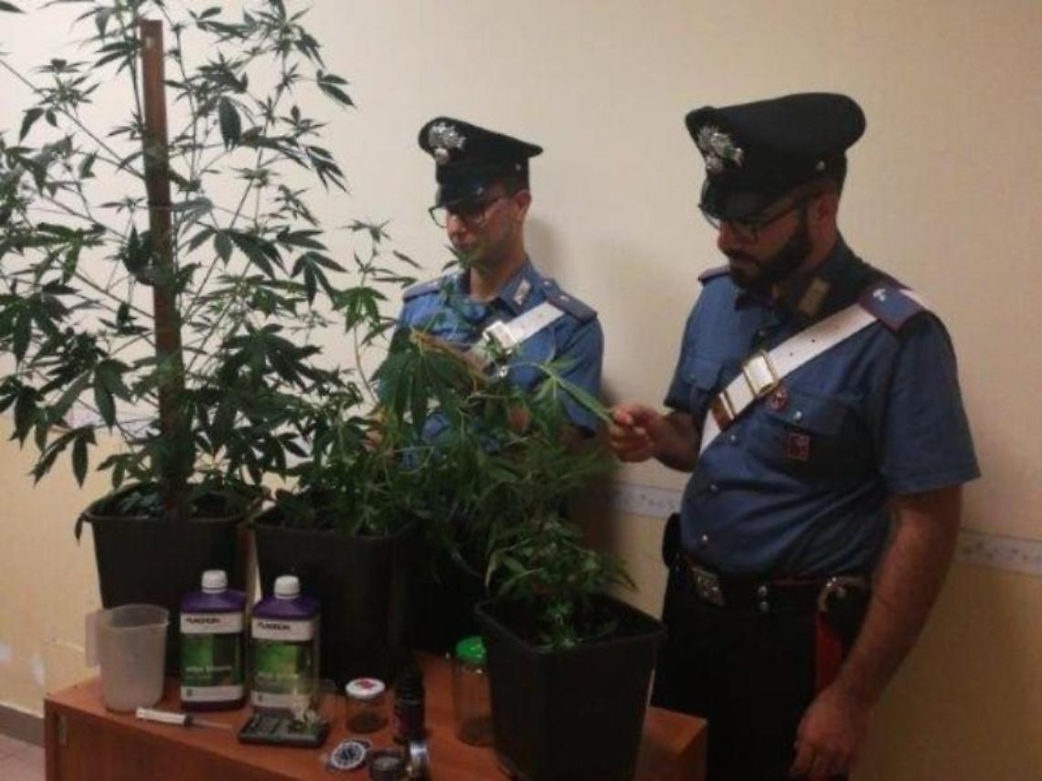 Coltivavano marijuana, arrestati un uomo e una donna