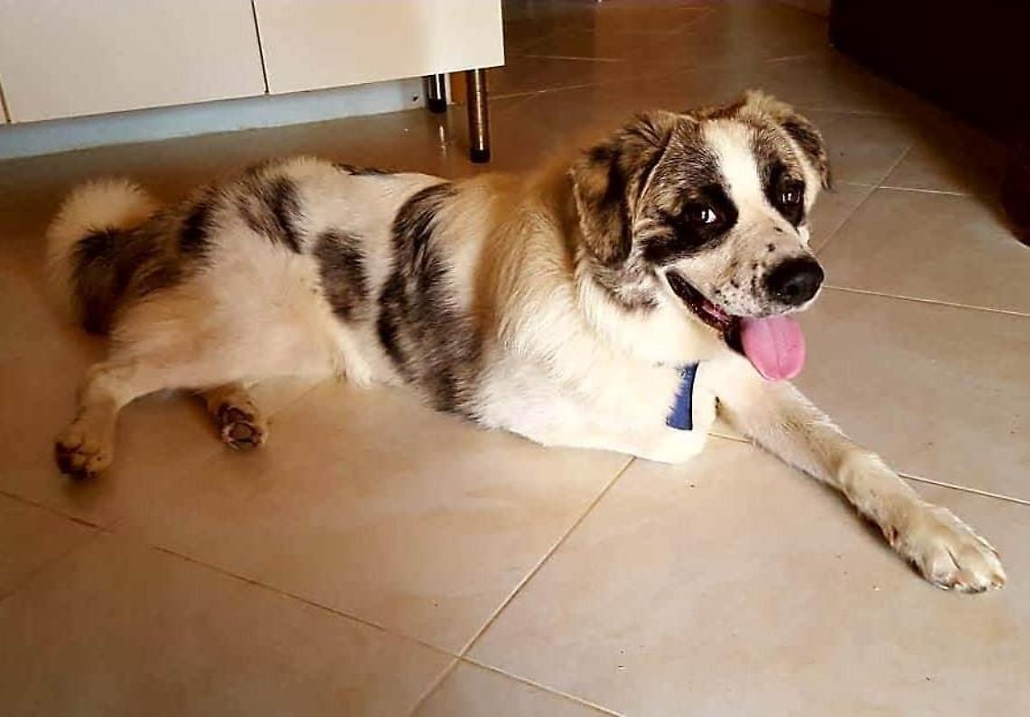 Circeo, cane massacrato e ridotto in fin di vita: presentata querela