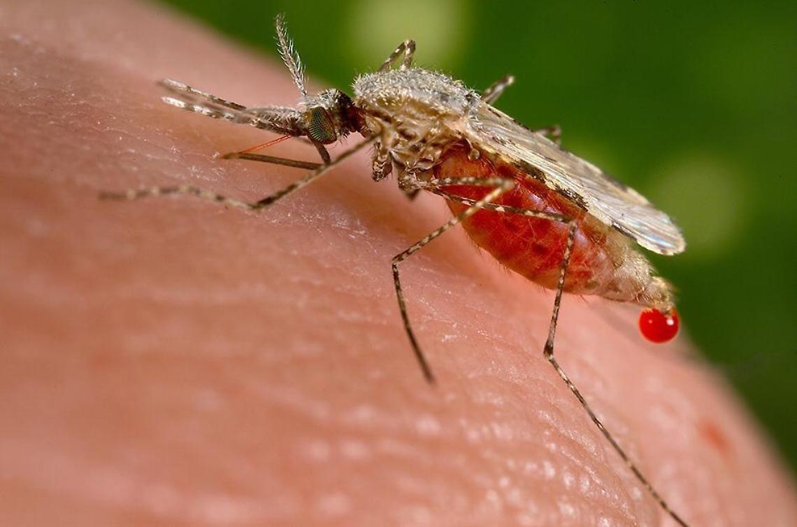 Virus West Nile, cosa fare per difendersi?