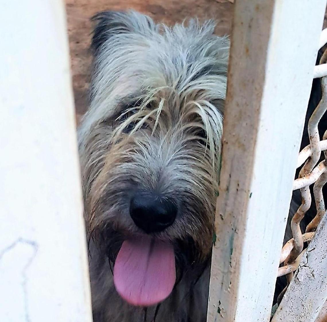 Abbandona il cane, denunciato un brasiliano di 35 anni