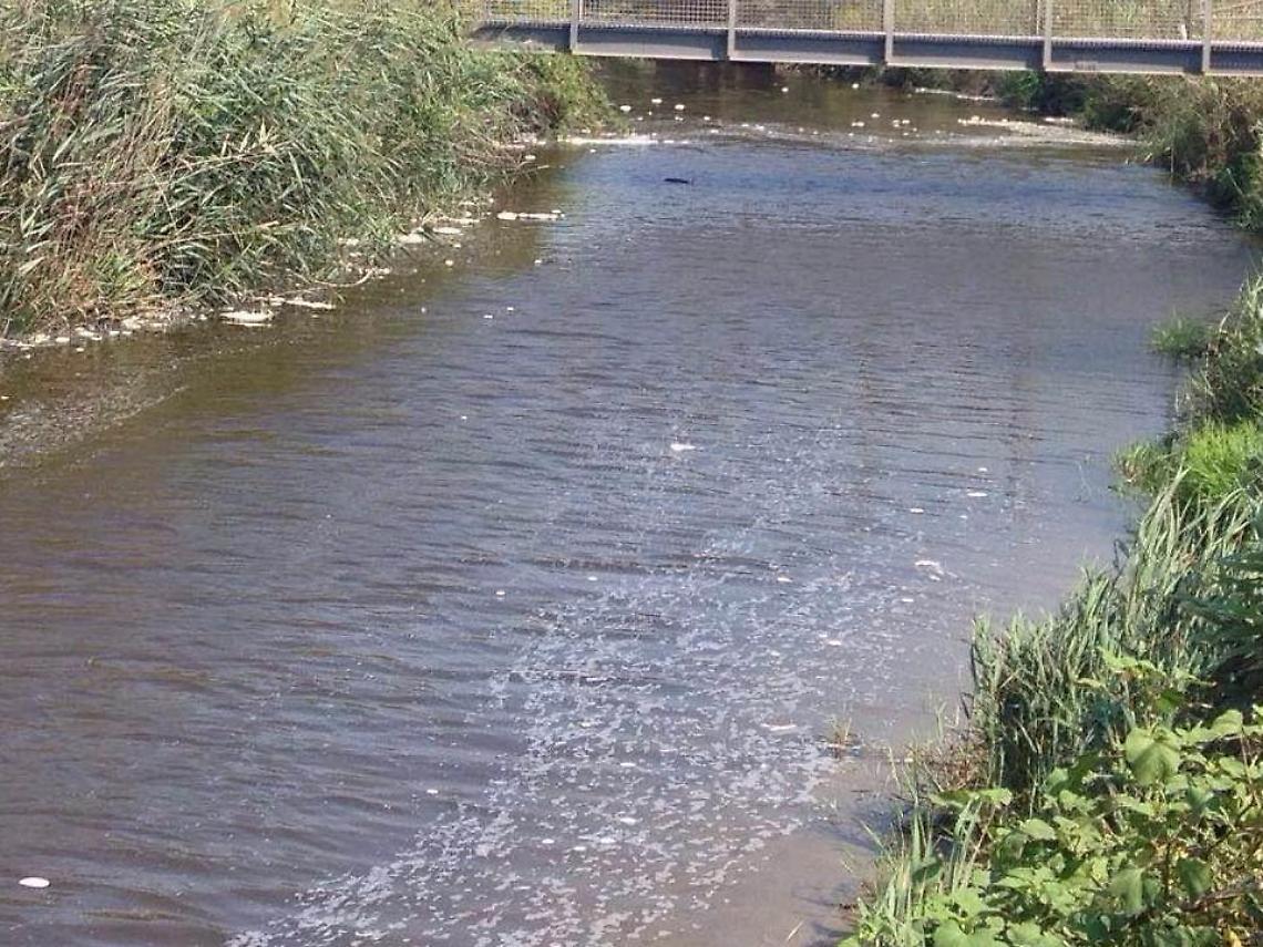 Mare marrone ad agosto ad Ardea e Pomezia: nei fossi c'erano liquami