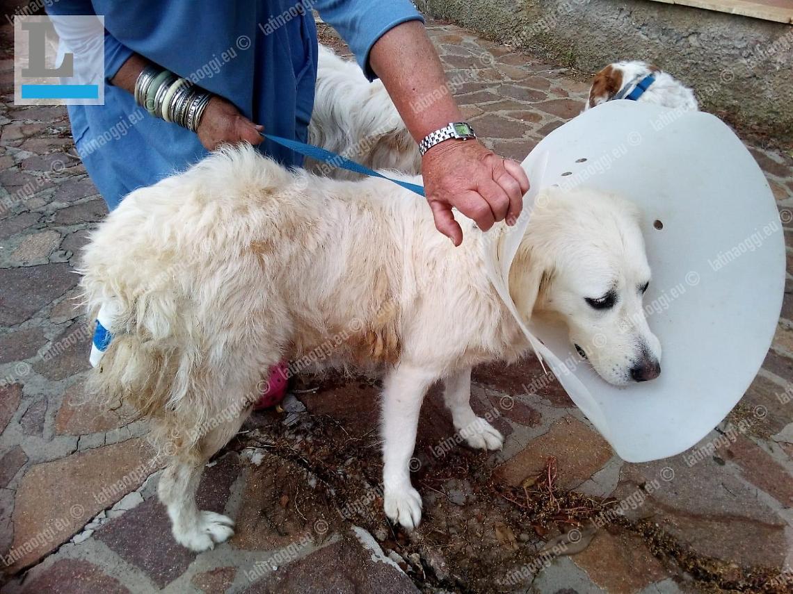 Bassiano, cane ferito con un falcetto: amputata parte della coda