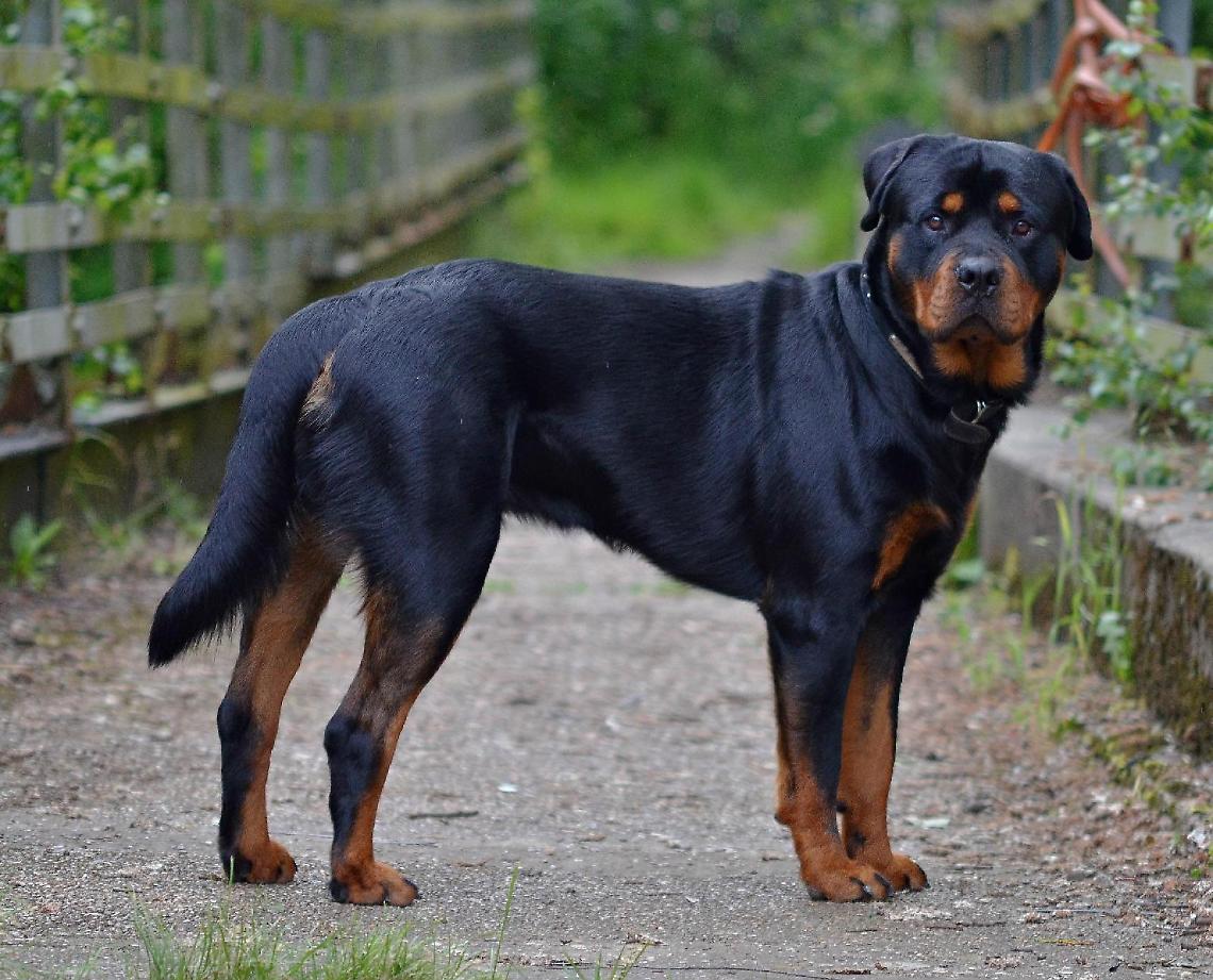 Minore morso da un cane in centro 