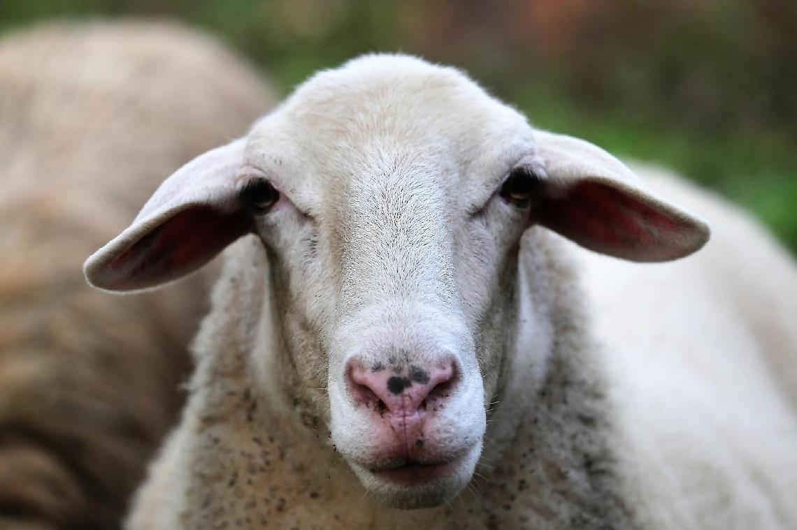 Allevamento irregolare, sequestrati 138  animali
