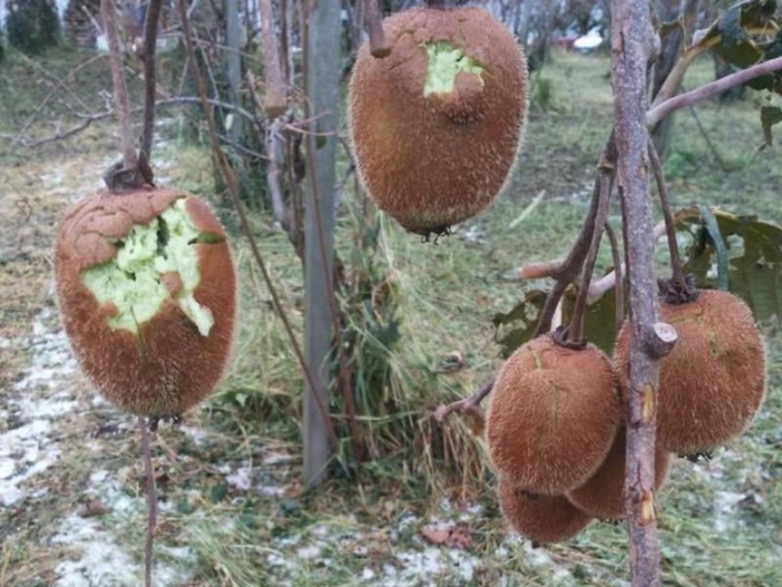 Maltempo fra Pomezia e Nettuno, la grandine causa tanti danni