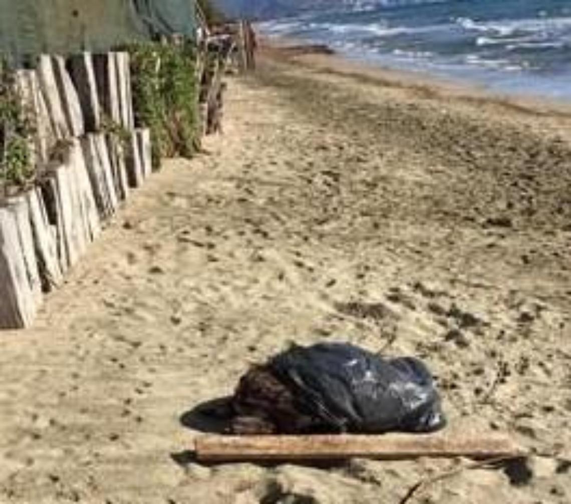Carcassa di tartaruga ritrovata lungo il litorale fondano