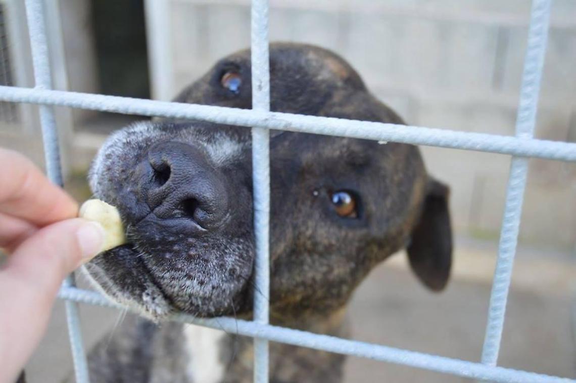 Una manifestazione per evitare il trasferimento dei cani da Aprilia