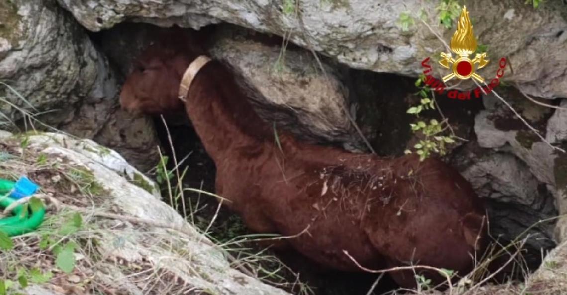 Cavallo cade nel dirupo, il salvataggio dei vigili del fuoco è spettacolare