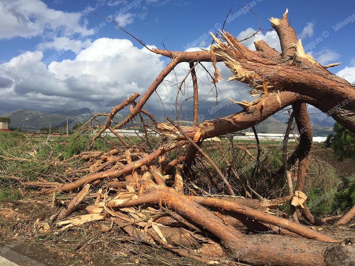 Alberi pericolanti, Appia chiusa a Borgo Faiti per la rimozione