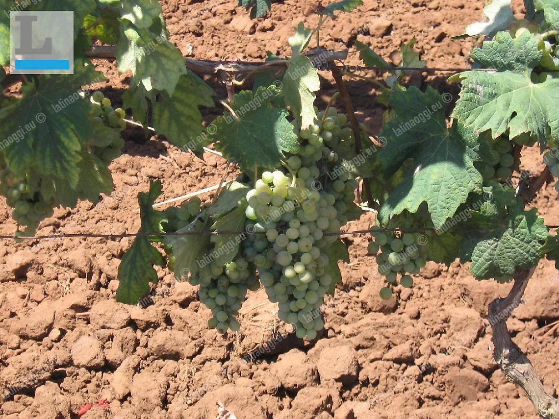 Nettuno, riscoperta delle tradizioni: il progetto del Cacchione &laquo;a piede franco&raquo;