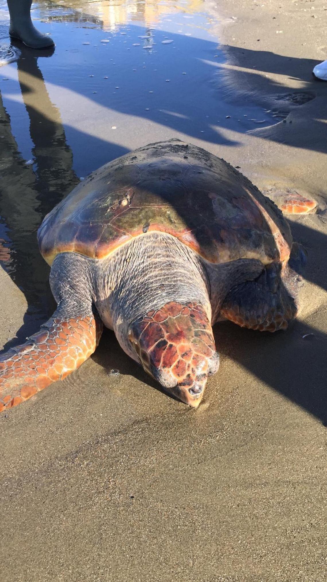  Apre il Centro di Primo Soccorso delle tartarughe marine