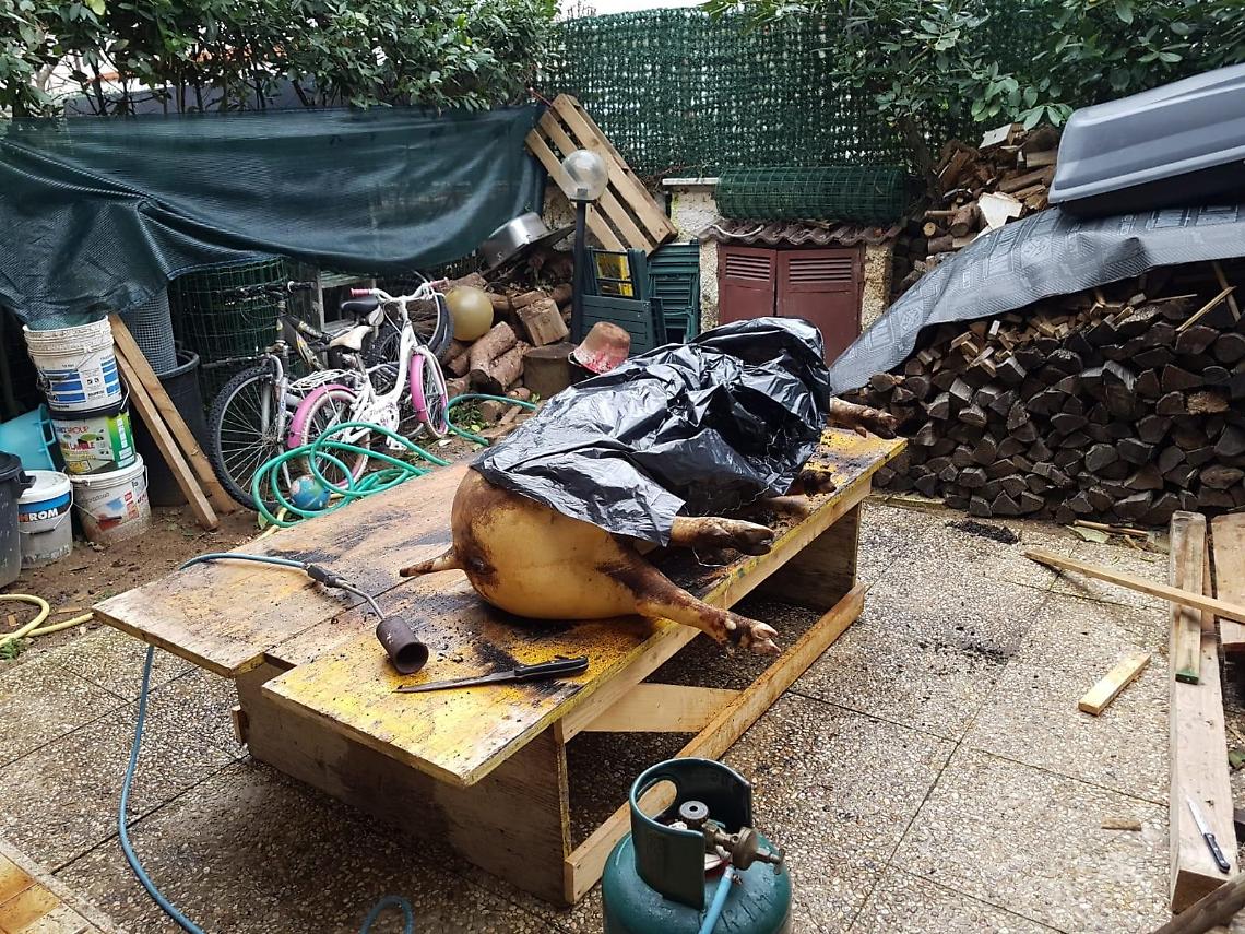 Anzio, uccidono un maiale per macellarlo senza autorizzazione: denunciati
