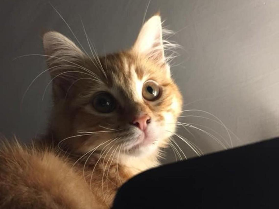 Velletri, casa esplosa: l'appello per cercare il gatto del papà morto