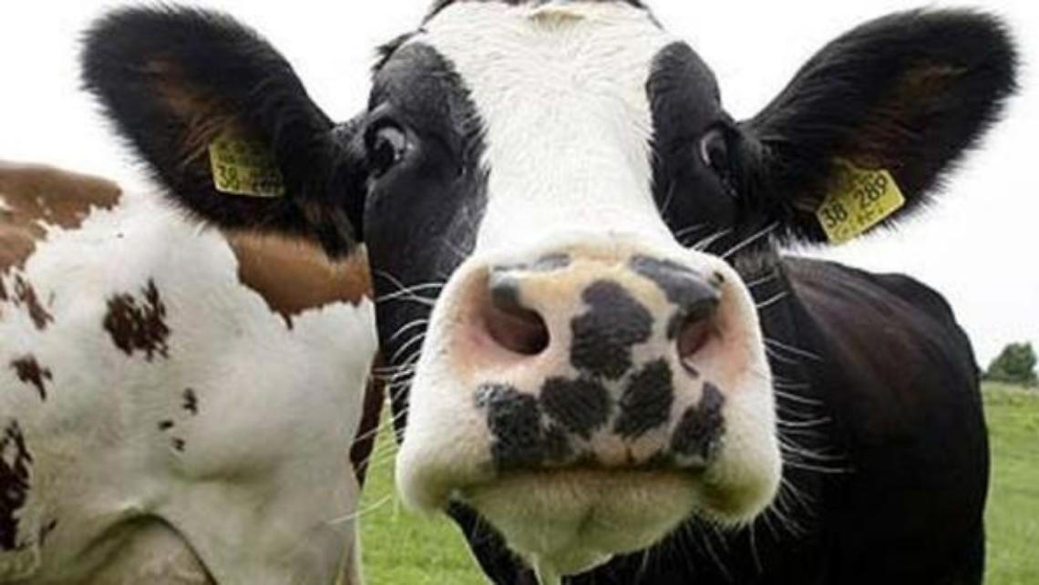 Ladri di vitelli, due capi appena nati rubati nella notte