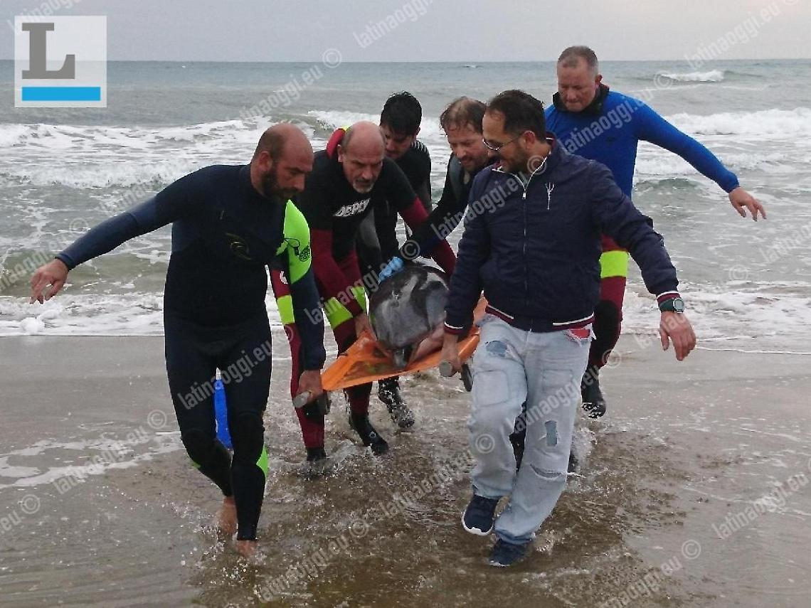 Da &laquo;Alex&raquo; agli altri casi: ecco perch&eacute; i delfini muoiono sul litorale del Lazio