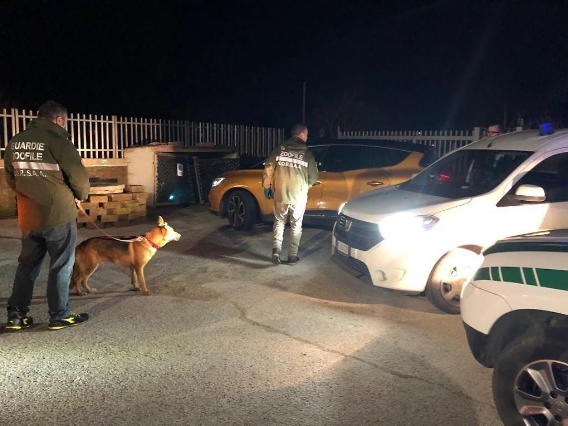 Ardea, due cani rischiavano di essere investiti: salvati dai cittadini