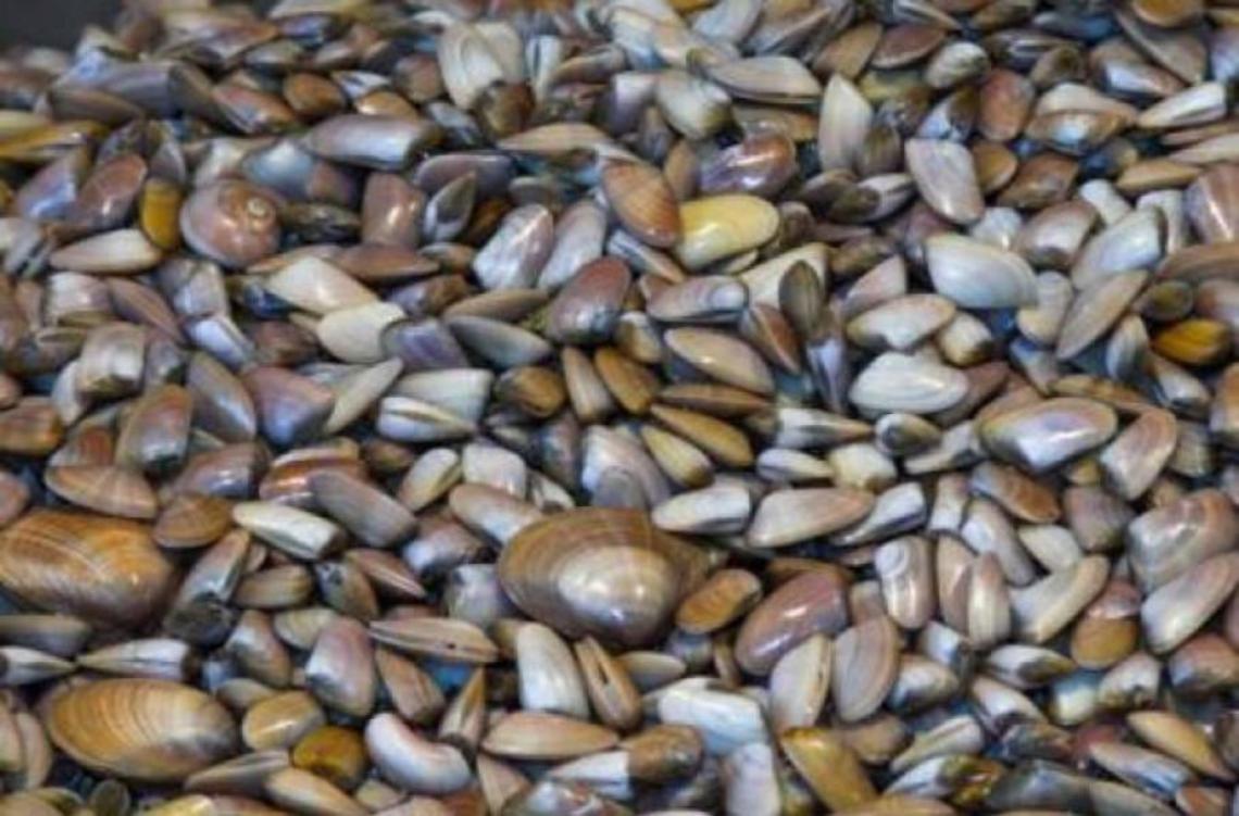 Nettuno, sequestrati cinque chili di telline al mercato