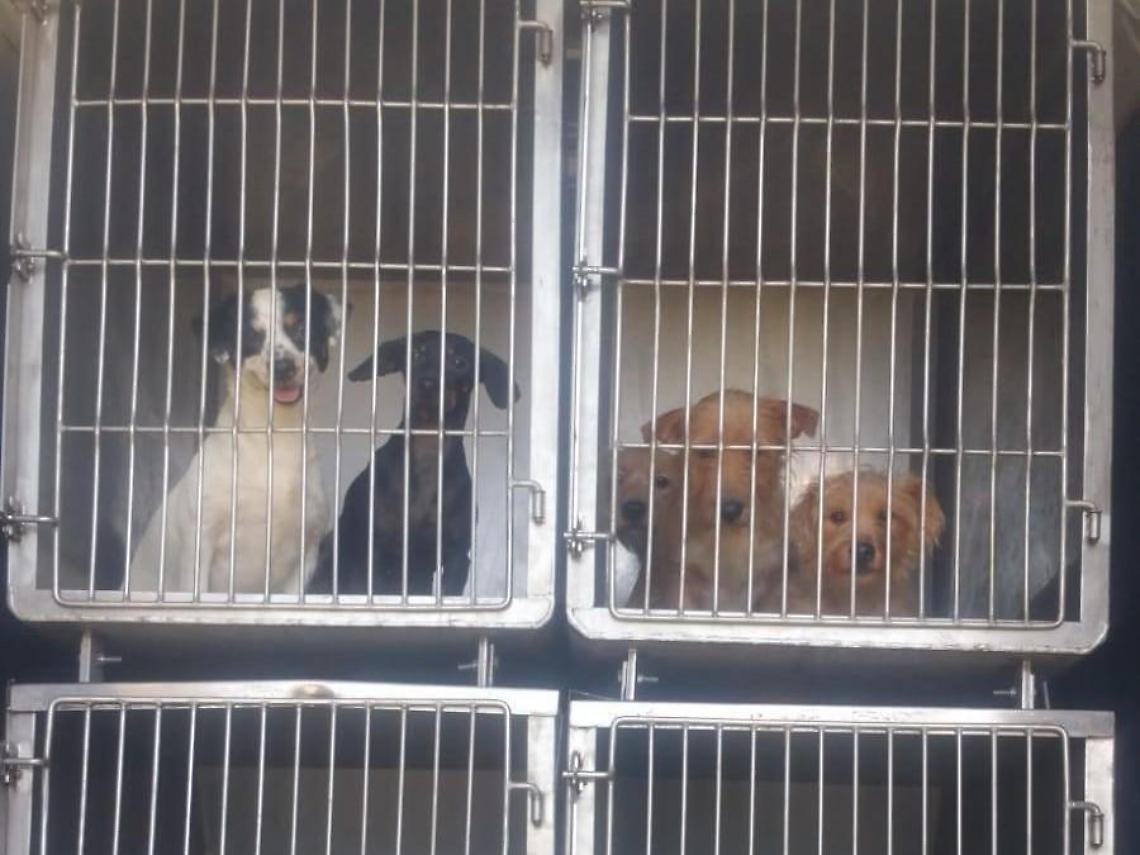 Ardea, almeno 24 cani e gatti stipati in una casa: portati via dai veterinari