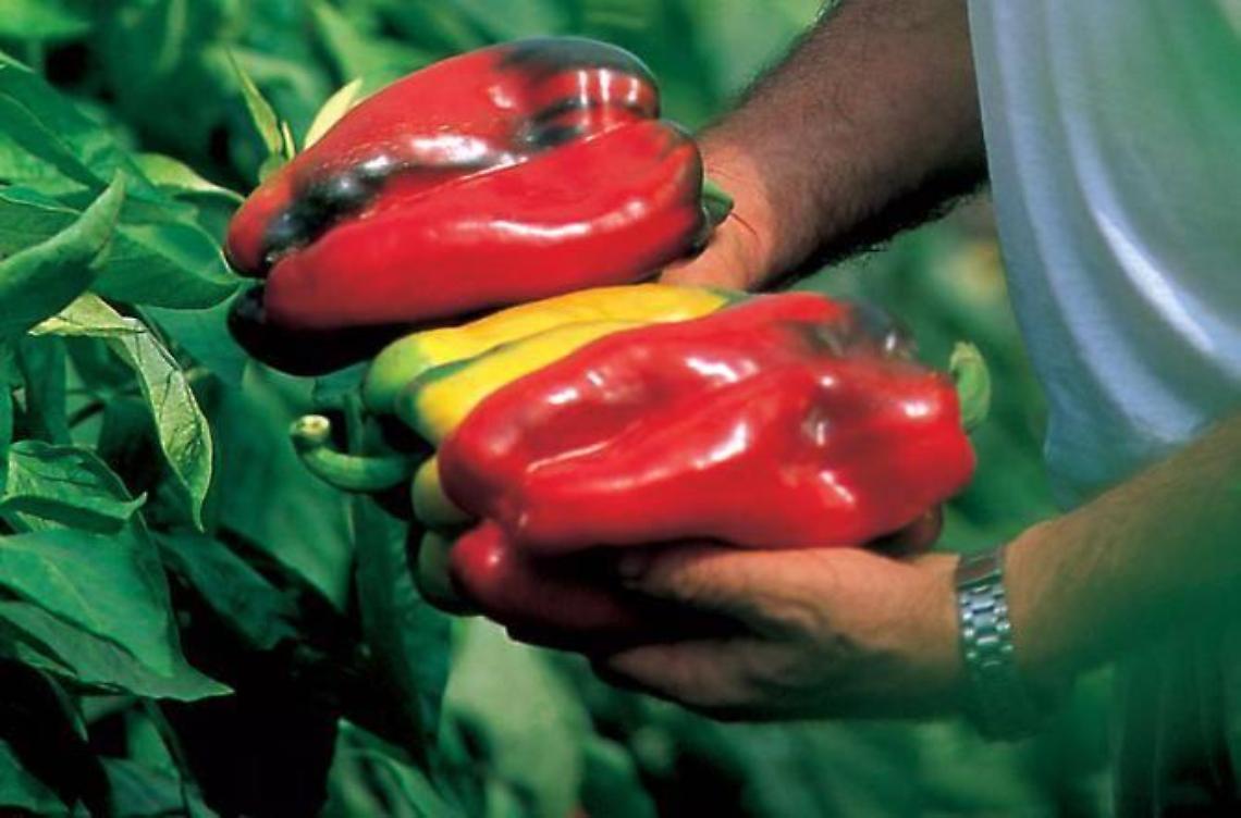 Sud pontino, l'ok della Regione per coltivazioni di peperone e peperoncino