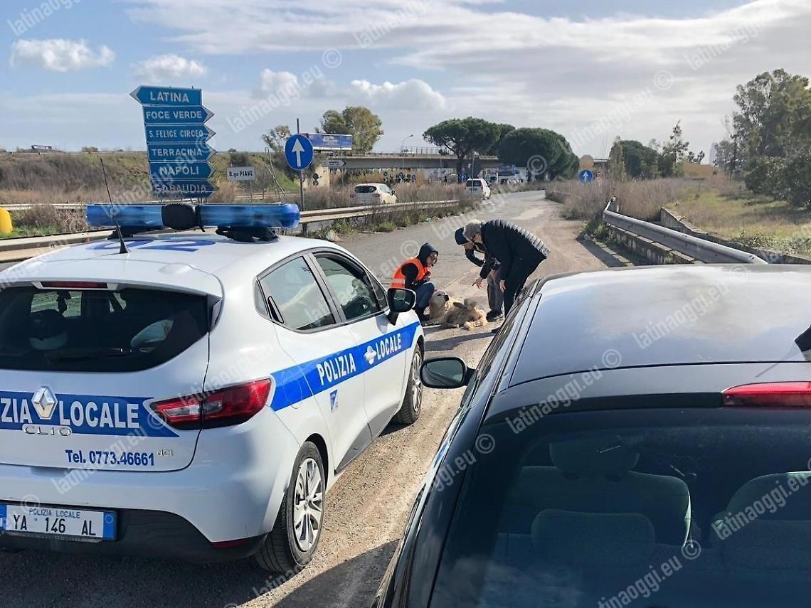 Cane investito sulla Pontina, la polizia locale interviene per soccorrerlo