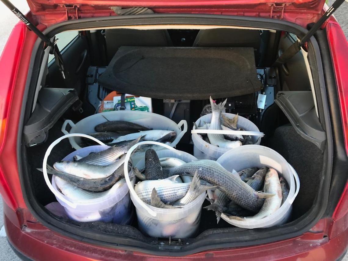 Pesca di frodo sul litorale Riviera di Ulisse, sequestrati 90 kg di cefali