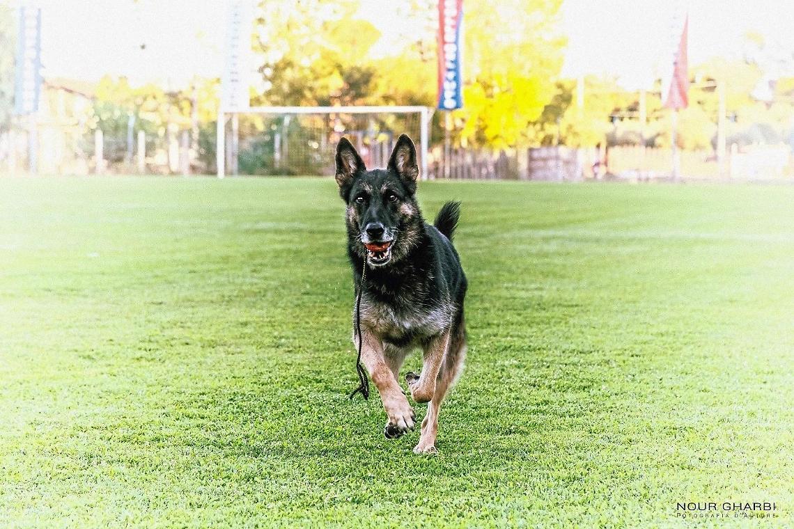Latina, è morto il cane Falco: aveva salvato tre bambini a Rigopiano