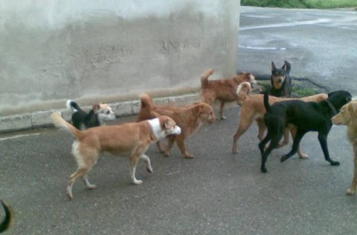 Assalita e azzannata da un cane randagio, disavventura in viale Nervi