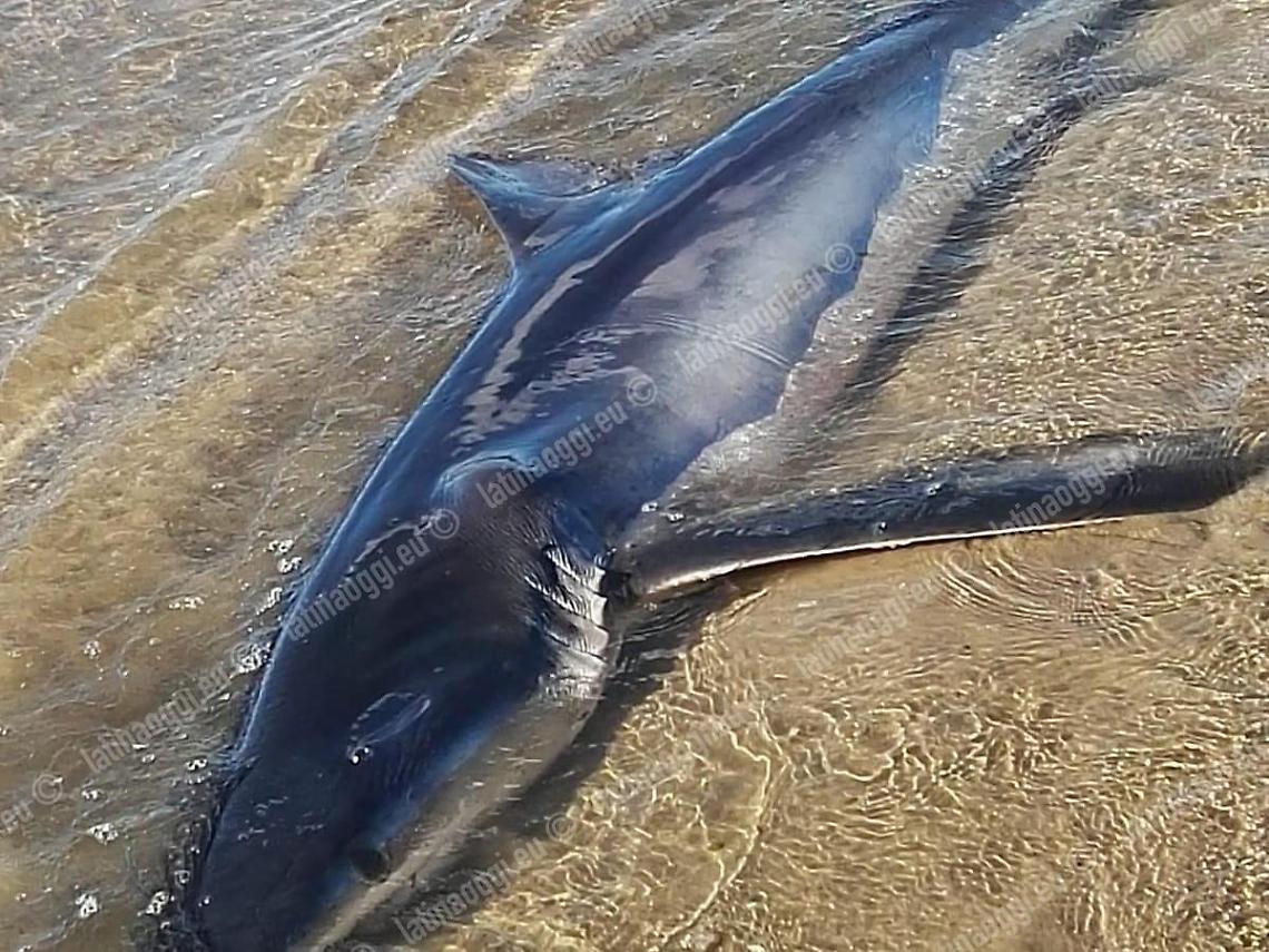 Uno squalo azzurro rinvenuto questa mattina sulla spiaggia di Formia