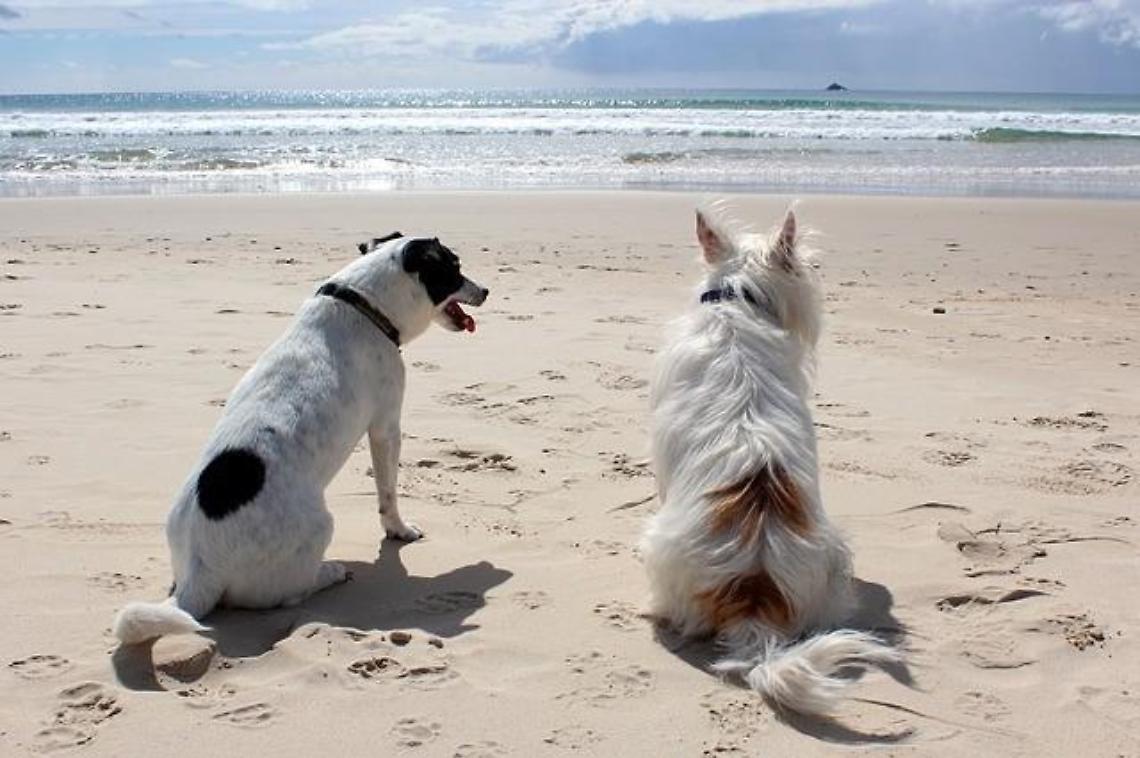 Il Tar boccia il Comune: accesso libero alle spiagge per i cani