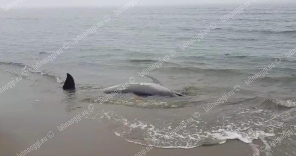 Un delfino morto è stato ritrovato spiaggiato sul lungomare di Latina