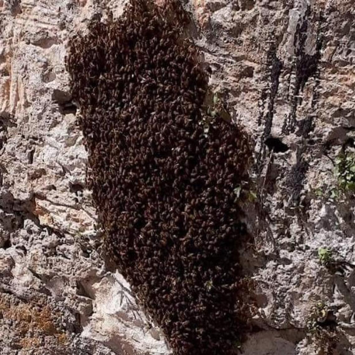 Terracina, grodso sciame d'api sceglie un muro del centro storico. La segnalazione