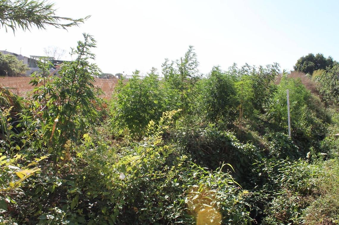 La marijuana era quella light, scarcerato dopo una settimana