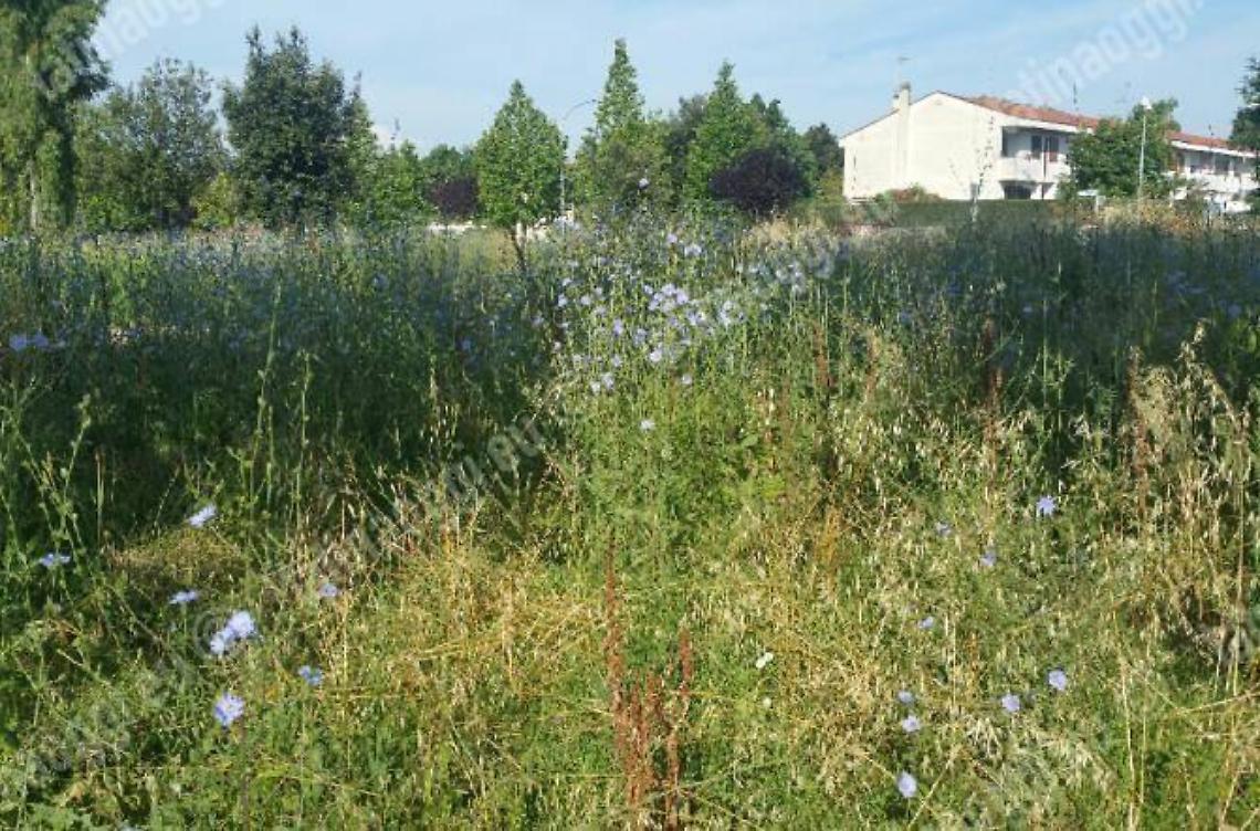 Taglio dell'erba in città e nelle scuole, finalmente il Comune si attiva