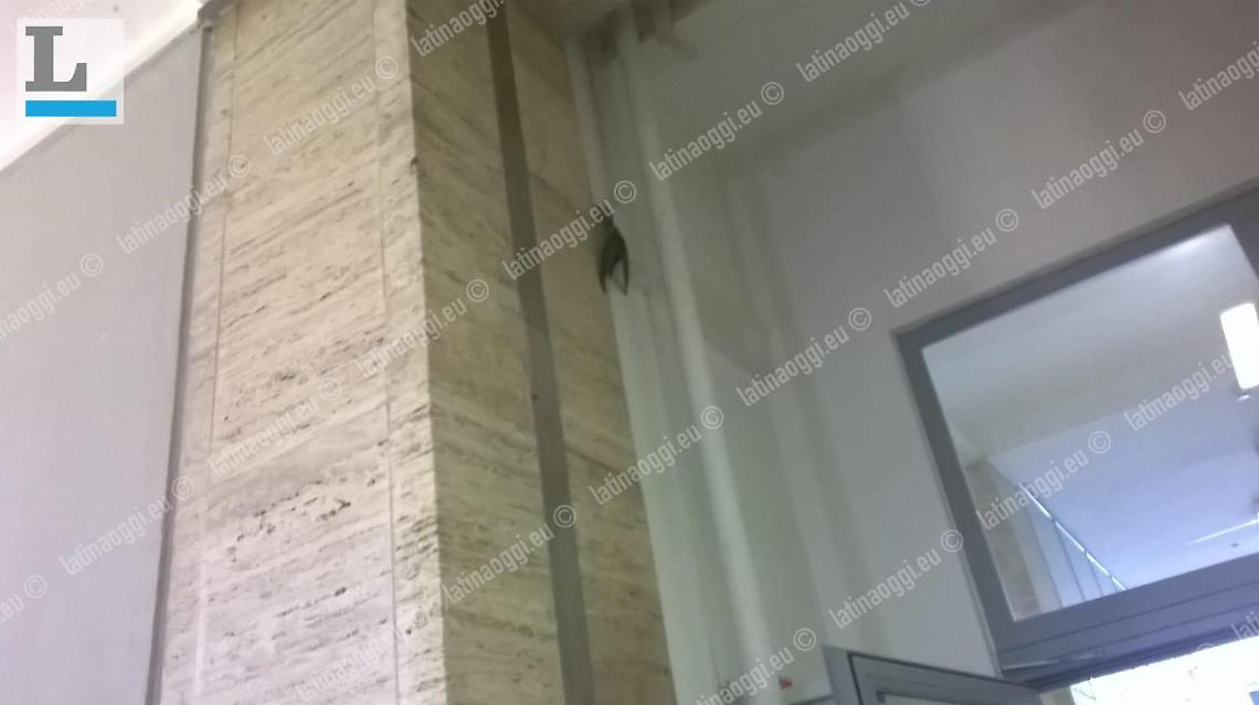 Latina, un uccello entra in Tribunale e vola tra le aule
