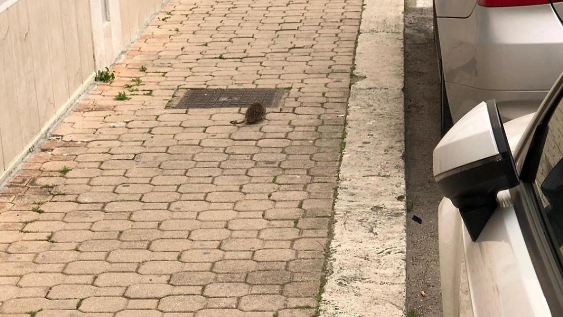 Topi a spasso per le strade del centro di Aprilia