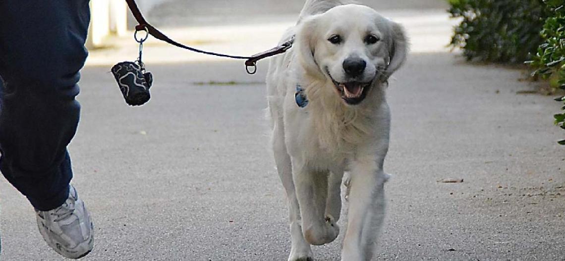 Lbc: un regolamento comunale per la tutela degli animali