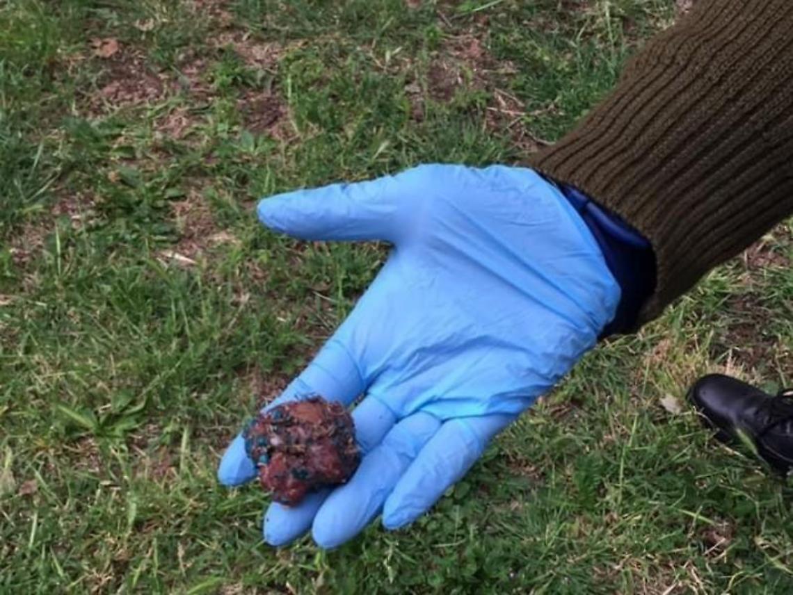 Pomezia, polpette avvelenate: scatta la denuncia alla Procura