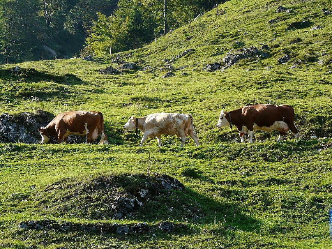Coldiretti, Transumanza Aurunca tra tradizione e folklore