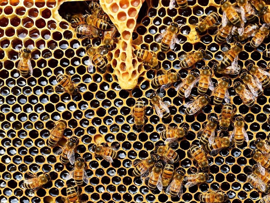 Api come indicatore della biodiversità, le iniziative nel Parco nazionale