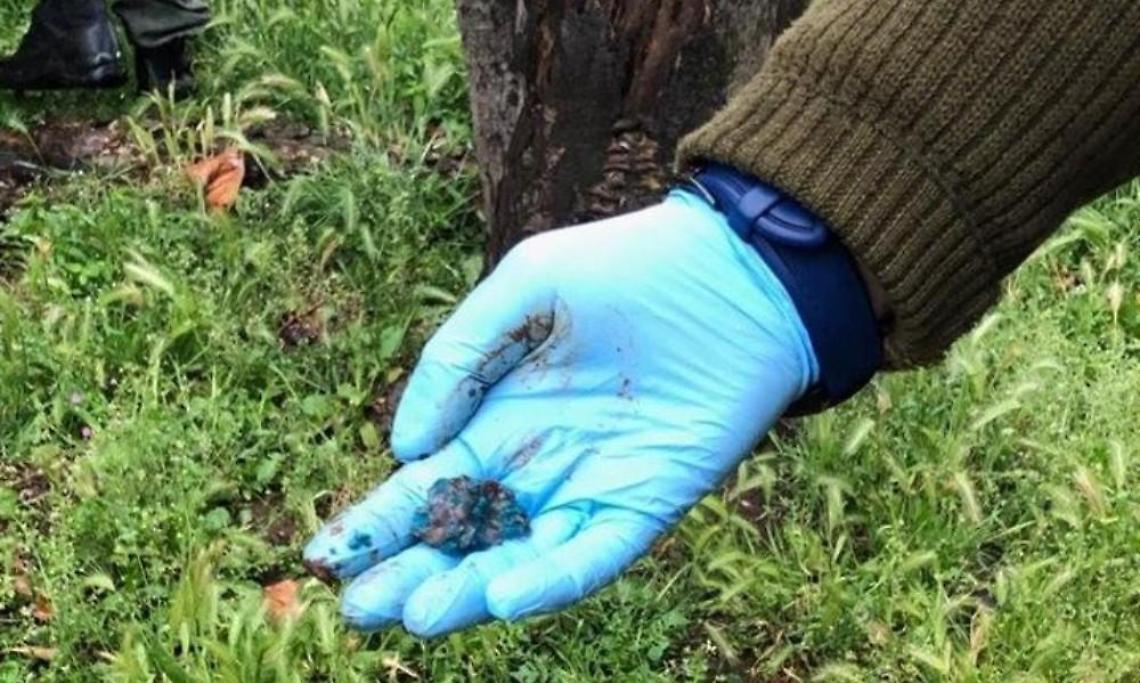 Pomezia, trovate altre esche avvelenate: ora il caso fa paura