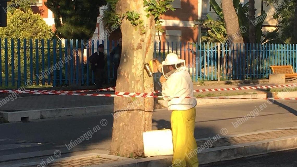 Sciame d'api davanti alla scuola, recintata l'area davanti alla Sebastiani