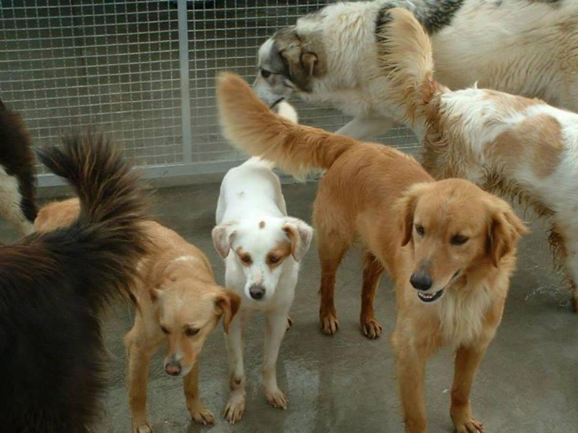Canile, prorogato al 18 giugno il trasferimento degli animali a Latina