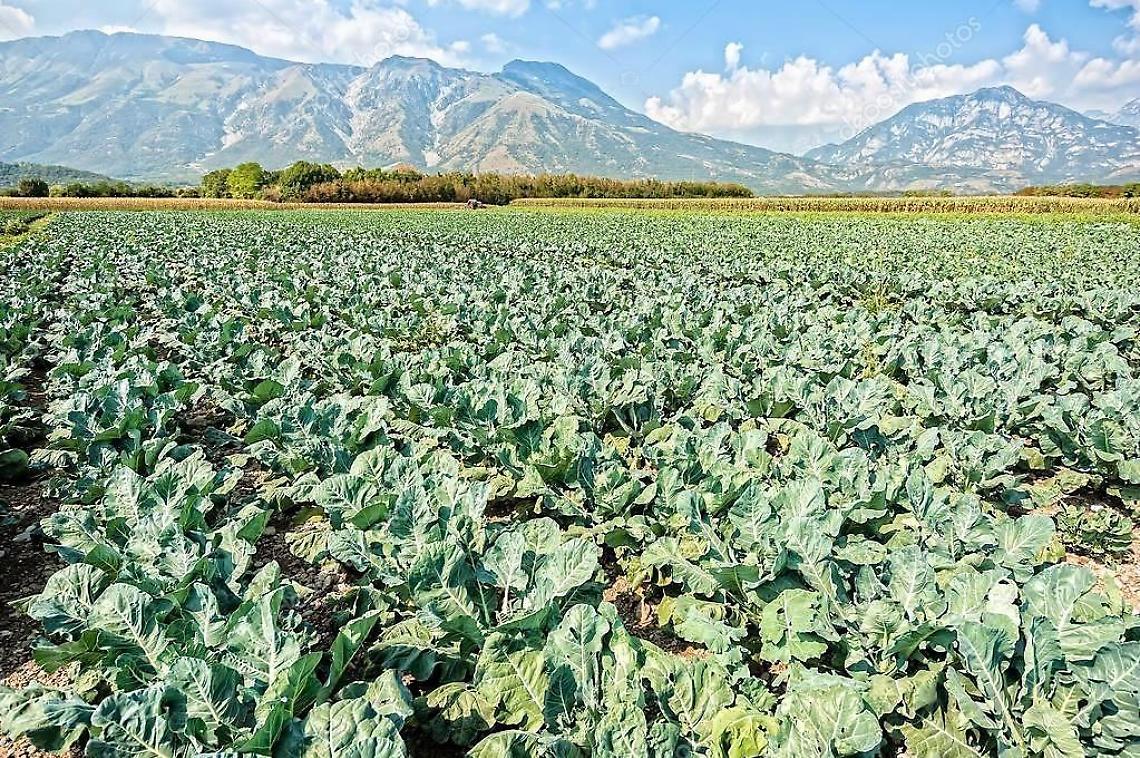 Tutela dell'agricoltura, i vertici di FdI in visita a Sperlonga e Fondi