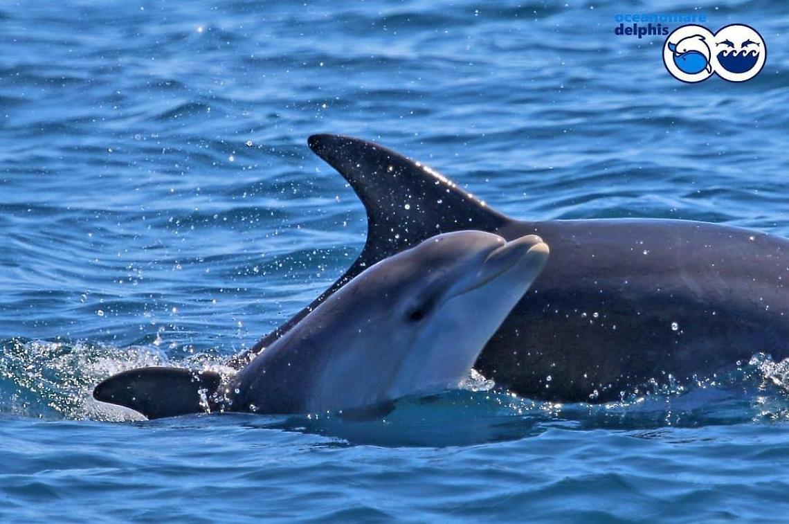 [FOTO] Lo spettacolo dei delfini di Roma tra Ostia e Torvajanica