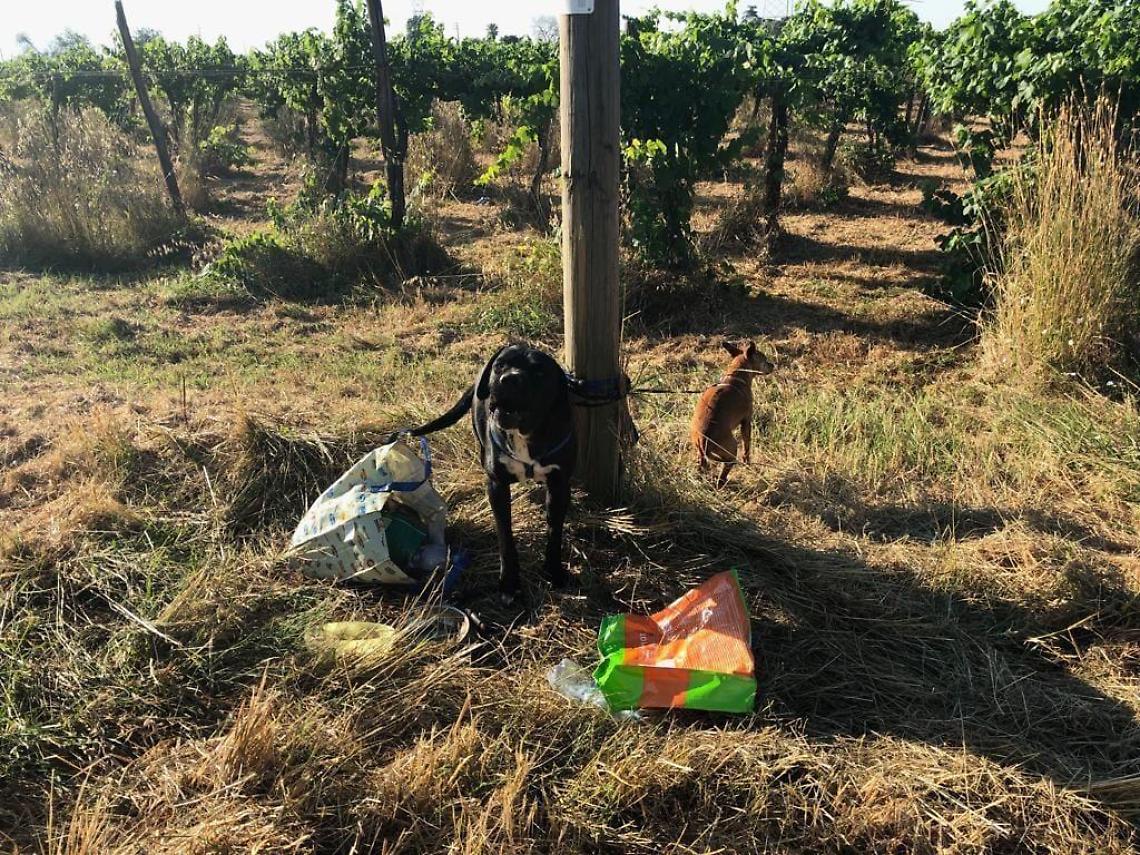 Cani abbandonati e legati a un palo nelle campagne di Aprilia