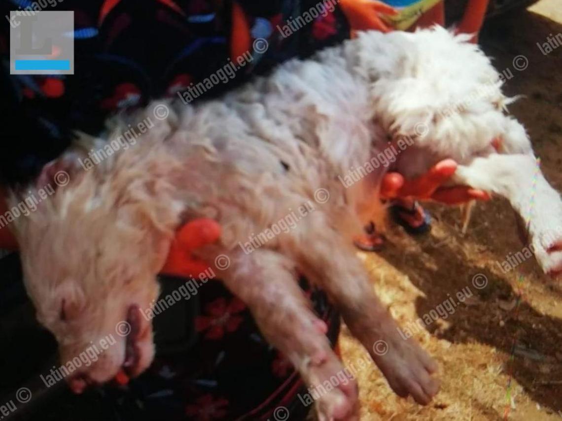 Lascia il cane in auto e va al mare: l'animale &egrave; in gravi condizioni