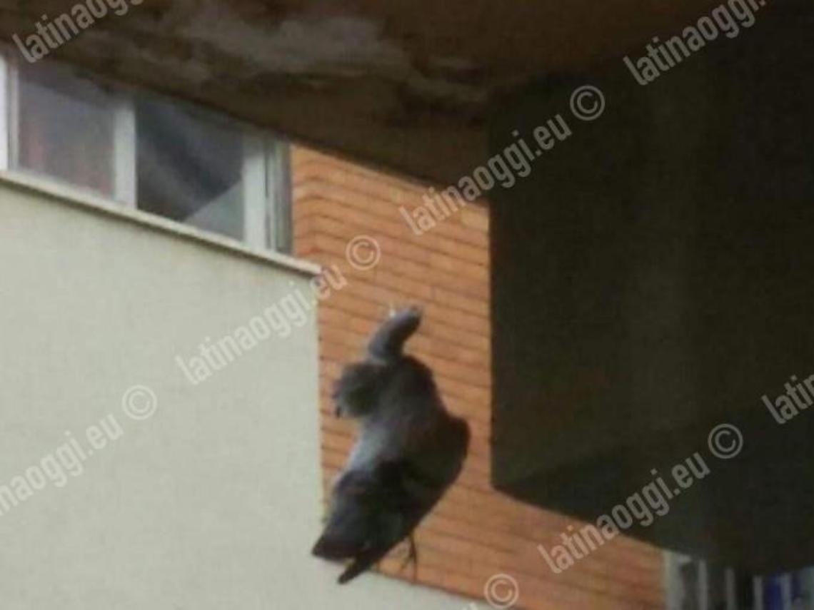 Il piccione appeso ad un cappio nel condominio: le immagini indignano i social