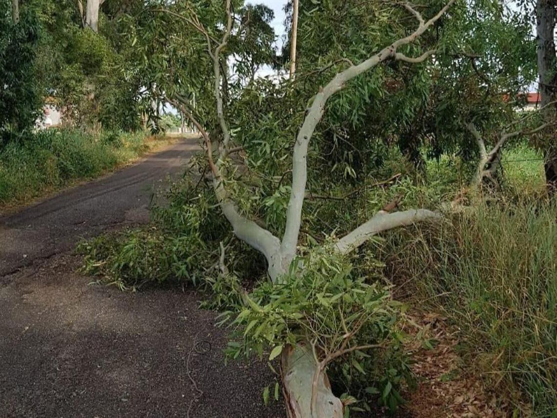 Ondata di maltempo,  disagi al traffico per il crollo di alberi