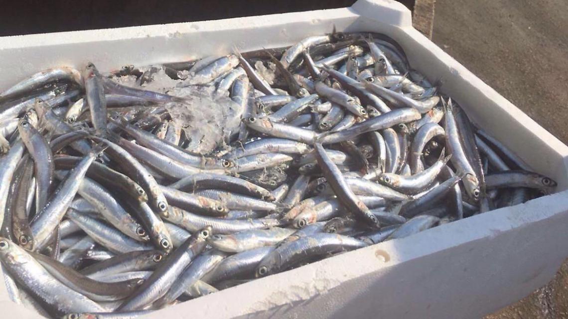 Vendono il pesce in spiaggia, lo scandalo sul web