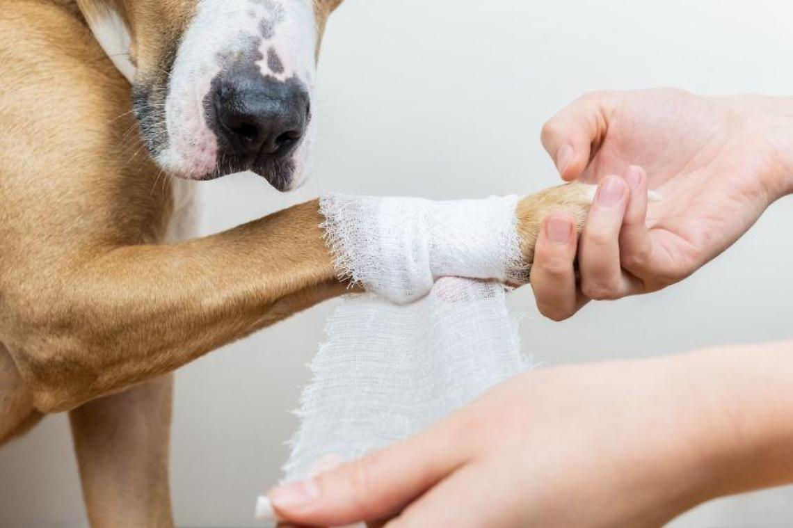 Lega il cane all'auto e lo trascina: denunciato un medico